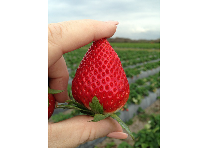 Florida strawberries on the upswing for the new year The Packer
